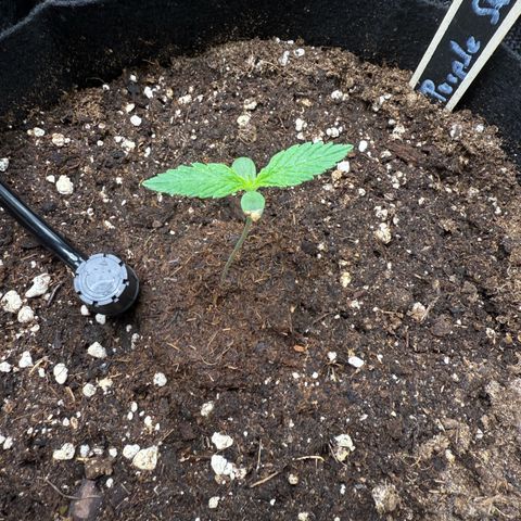 Purple Skunk Automatic growlog timeline photo
