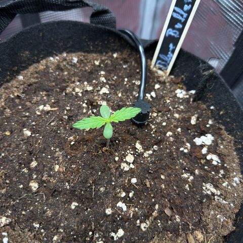 Blue Bullet Automatic growlog timeline photo