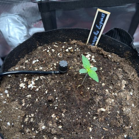 Pineapple Express F1 Automatic growlog timeline photo