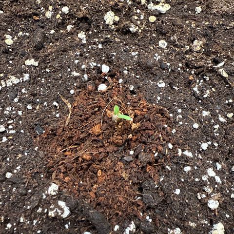 Helga growlog timeline photo
