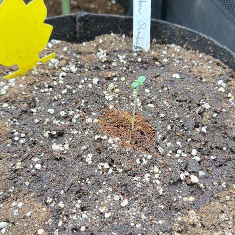 Helga growlog timeline photo