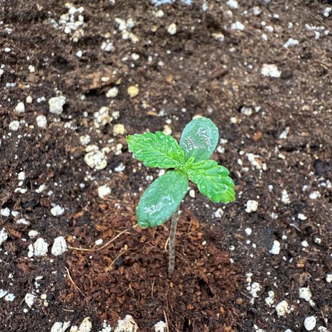 Helga growlog timeline photo