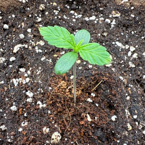Helga growlog timeline photo