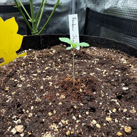 Helga growlog timeline photo