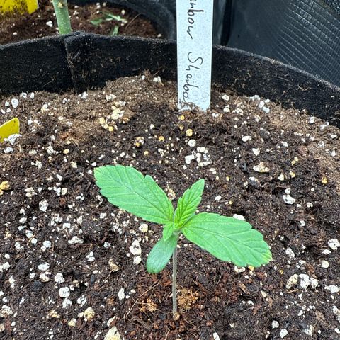 Helga growlog timeline photo