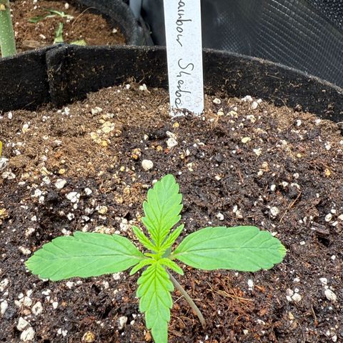 Helga growlog timeline photo