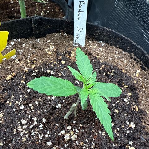 Helga growlog timeline photo