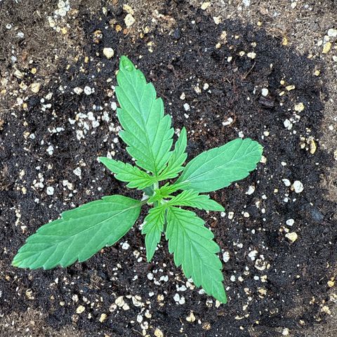 Helga growlog timeline photo