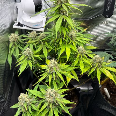 Blue Bullet Automatic growlog timeline photo