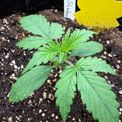 Helga growlog timeline photo