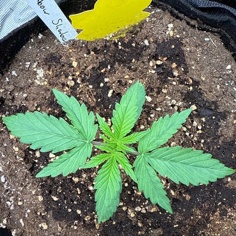 Helga growlog timeline photo