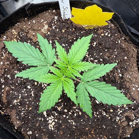 Helga growlog timeline photo