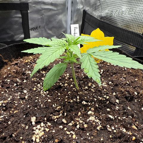 Helga growlog timeline photo