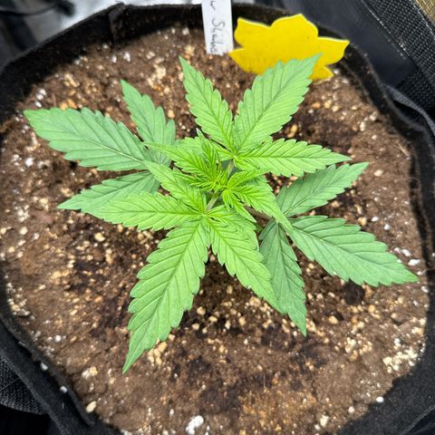 Helga growlog timeline photo