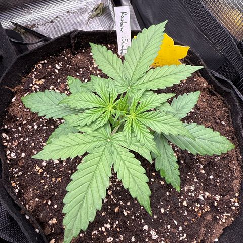 Helga growlog timeline photo