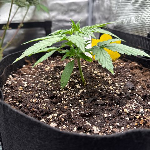 Helga growlog timeline photo