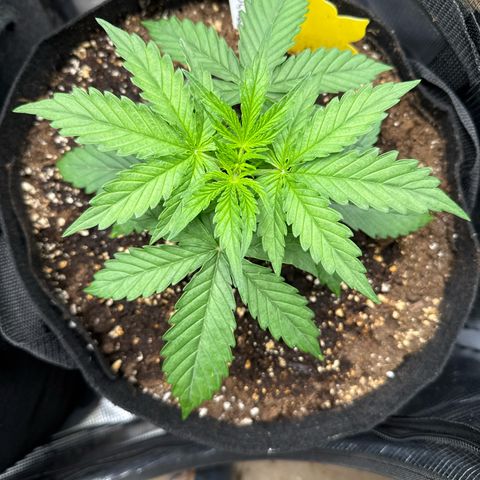 Helga growlog timeline photo