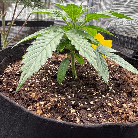 Helga growlog timeline photo
