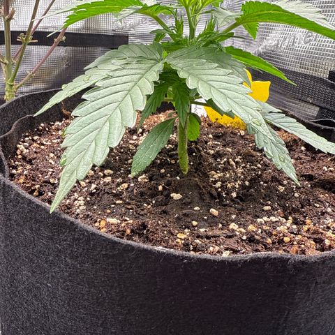 Helga growlog timeline photo