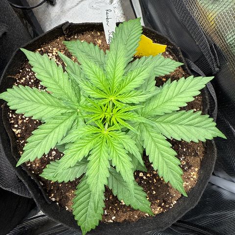 Helga growlog timeline photo