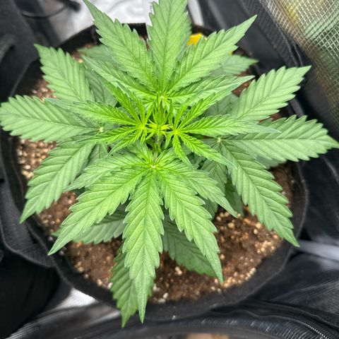Helga growlog timeline photo