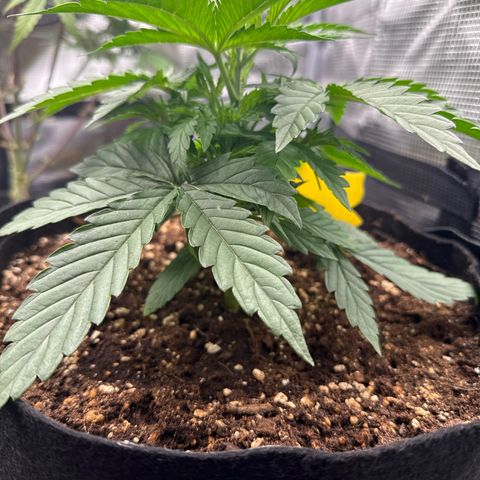 Helga growlog timeline photo