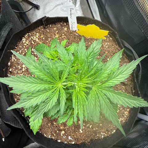 Helga growlog timeline photo
