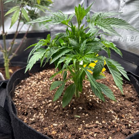 Helga growlog timeline photo