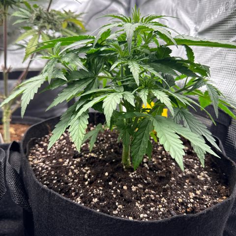 Helga growlog timeline photo