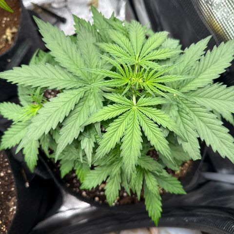 Helga growlog timeline photo