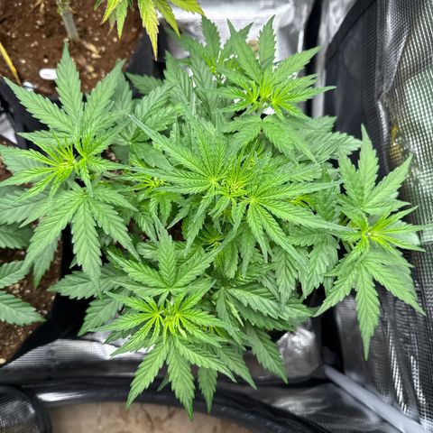 Helga growlog timeline photo