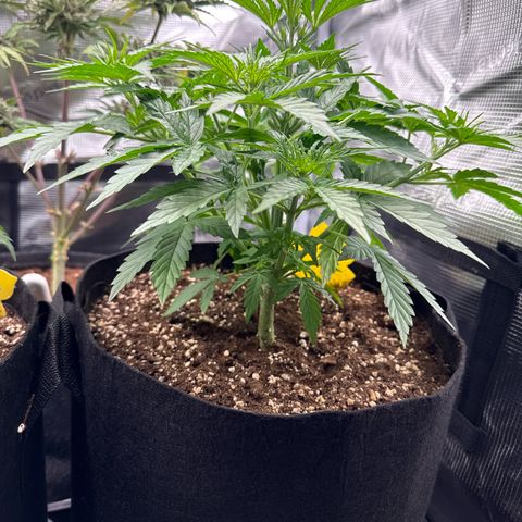 Helga growlog timeline photo