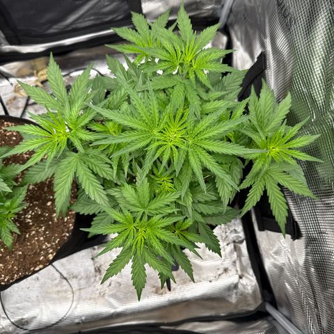Helga growlog timeline photo