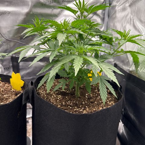 Helga growlog timeline photo