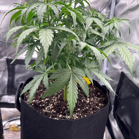 Helga growlog timeline photo