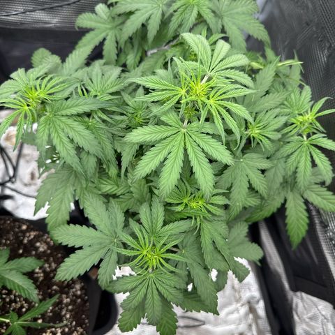 Helga growlog timeline photo