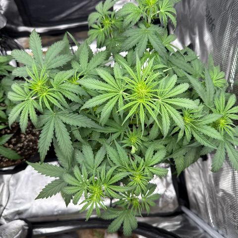 Helga growlog timeline photo