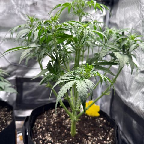 Helga growlog timeline photo