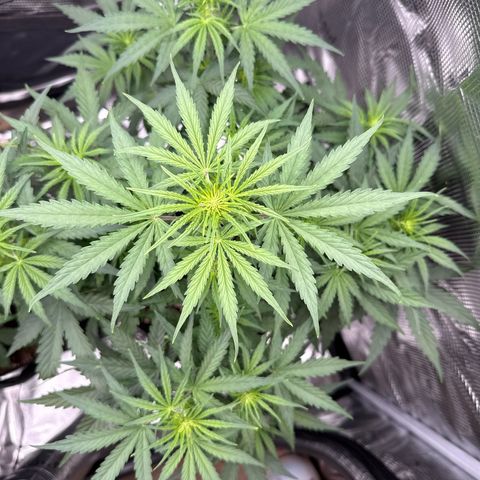 Helga growlog timeline photo