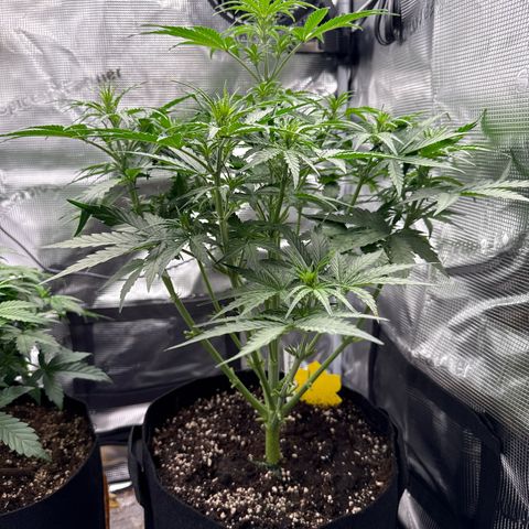 Helga growlog timeline photo