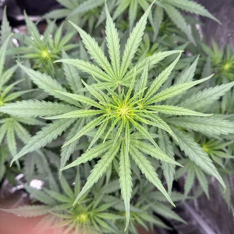 Helga growlog timeline photo