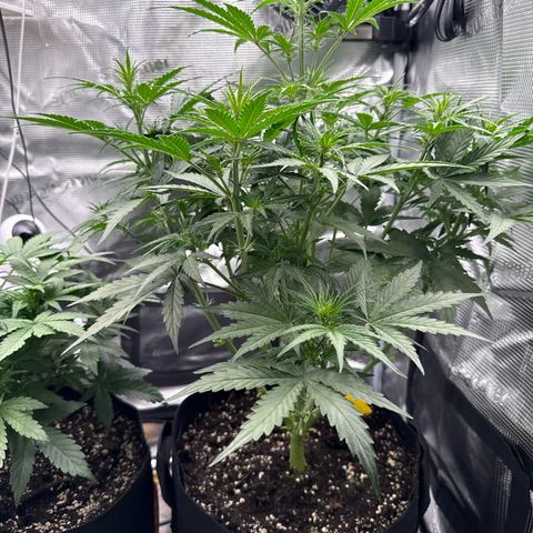 Helga growlog timeline photo