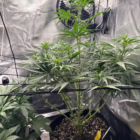 Helga growlog timeline photo
