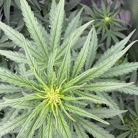 Helga growlog timeline photo