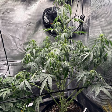Helga growlog timeline photo