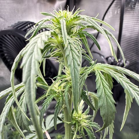 Helga growlog timeline photo