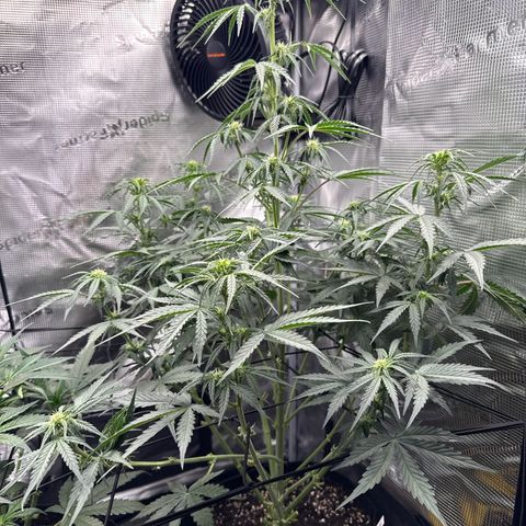 Helga growlog timeline photo