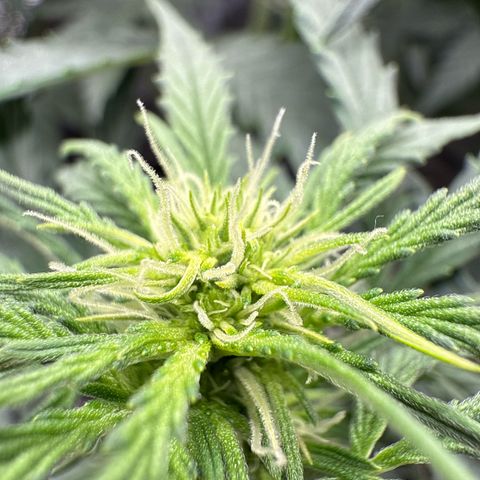 Helga growlog timeline photo