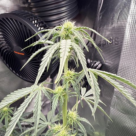Helga growlog timeline photo