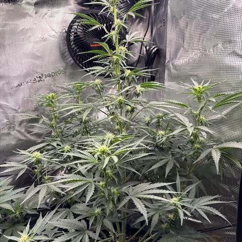 Helga growlog timeline photo